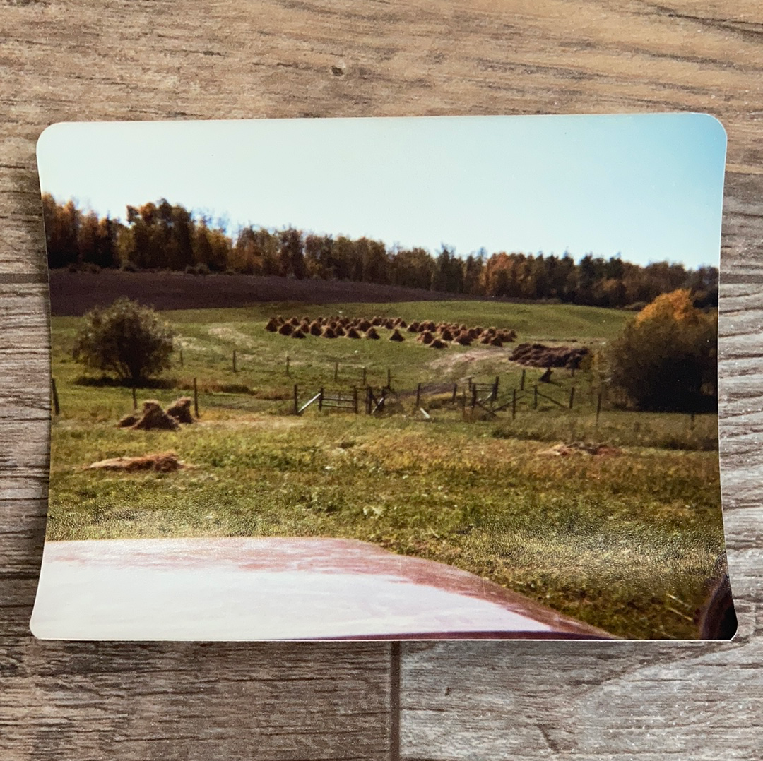 Hay Field Vintage Photograph Found Photos Old Photos Vintage Farmhouse